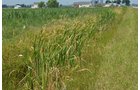 Property photo 27 - 51.5 Acres Offered in 5 tracts, 2 Farm Sites